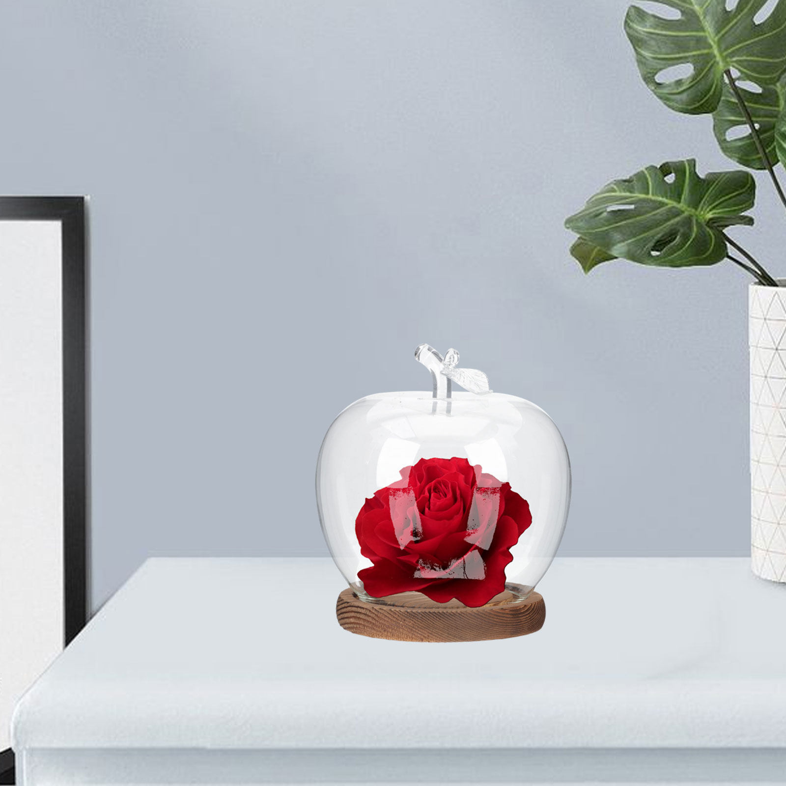 2Pcs Clear Glass Dome with Woo - đánh giá và giá Plastic Dome Clear